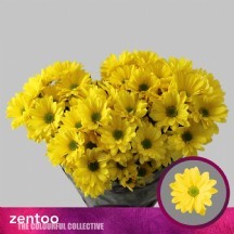 Chr T Celebrate 70 cm - 1 Demet 5 Dal!