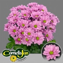 Chr T Chelo 70 cm - 1 Demet 5 Dal!