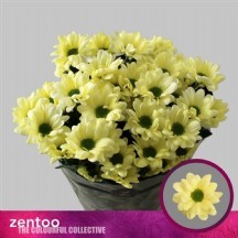 Chr T Chıc Cream 1demet 5 dal!!!