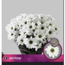 Chr T Chic krizantem beyaz 1 demet 5 dal!!!