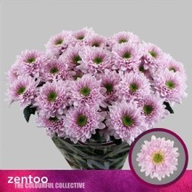 Chr T Commander Pınk 1 demet 5 dal!! 70 cm