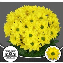 Chr T Copa 1 demet 5 dal!!!  70 cm