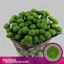 CHR T DELİGREEN 1 DEMET 5 DAL!!!