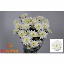 Chr T Emperor 1 demet 5 dal!!!