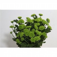 Chr T Feelın Gr Dark 1 demet 5 dal!!! 70 cm