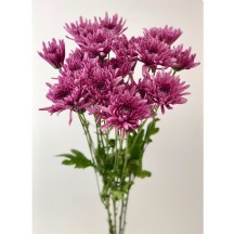 Chr T Fianna 60 cm - 1 Demet 25 Dal!