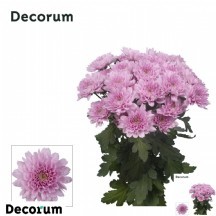 Chr T Kalimba 1 demet 5 dal!!! 55 cm