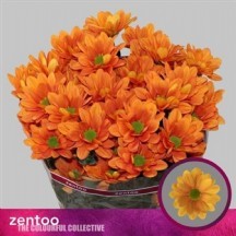 Chr T Kaya+ 1  DEMET 5 DAL