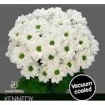 Chr T Kennedy 1 demet 25 dal!!! 60 cm balya