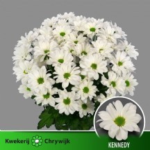 Chr T Kennedy 70 cm - 1 Demet 5 Dal!