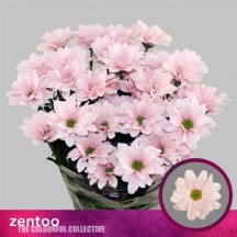 Chr T Kennedy Rosy 55 cm - 1 Demet 25 Dal! BALYA