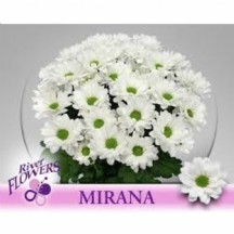 Chr T Mırana 1 demet 5 dal!!!