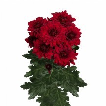 Chr T Monza 1 demet 5 dal!!!