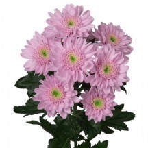 Chr T Optimist 55 cm - 1 Demet 25 Dal! BALYA