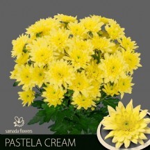 Chr T Pastela Cream 1 demet 5 dal!!!