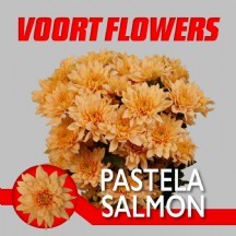 Chr T Pastela Salmon 1 DEMET 5 DAL!!!