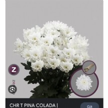 Chr T Pına Colada 1 demet 5 dal!!!