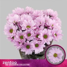 Chr T Precıous 1 demet 5 dal!!!