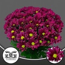 CHR T PURPLE STAR 1 DEMET 5 DAL!!