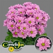 Chr T Resq 70 cm - 1 Demet 5 Dal!