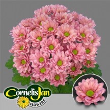 Chr T Resq Lucıe 1 DEMET 5 DAL!!!