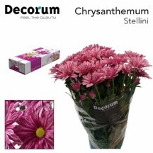 Chr T Stellini 70 cm - 1 Demet 5 Dal!