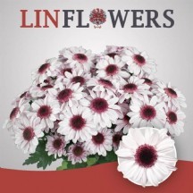 Chr T Stresa 1 demet 5 dal!!!