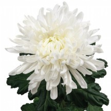 Chrysantemum G Antonov - 70cm - 1 Demet 10 DAL! ANASTASYA