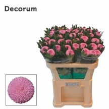 Chrysantemum G Momoko 70 cm - 1 Demet 10 Dal!