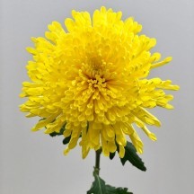 Chrysantemum G Pjotr 70 cm - 1 Demet 10 Dal!