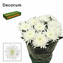 Chrysantemum G Topspin 70 cm - 1 Demet 10 Dal! anastasya