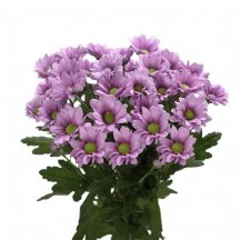 Chrysantemum T Baller Pink  - 1 Demet 25 Dal!