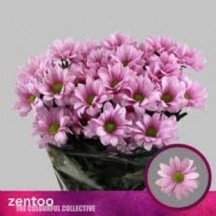 Chrysantemum T Baller Pink  - 1 Demet 5 Dal!