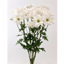 Chrysantemum T Chic 60  cm - 1 Demet 5 Dal!