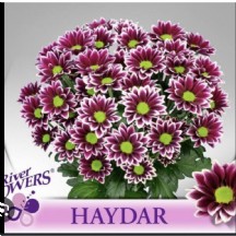 Chrysantemum T Haydar 70cm  - 1 Demet 5 DAL!