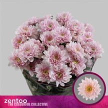 Chrysantemum T Pastela Pink 70 cm - 1 Demet 5 Dal!