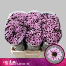 Chrysanthemum  S Yin Yang Pink 55 cm - 1 Demet 25 Dal!