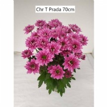 Chrysanthemum  T Prada Coral 70 cm - 1 Demet 25 Dal!