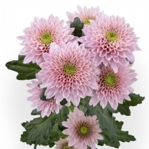 Chrysanthemum  T Sorbet Berry 70 cm - 1 Demet 5 Dal!