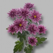 Chrysanthemum  T Stellini 70 cm - 1 Demet 5 Dal!