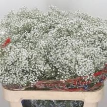 Cipso Million Star - 1 Demet 20 Dal!