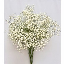 Cipso Xlence​ - 1 Demet 25 DAL