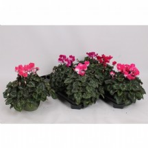 Cyclamen Md Indiaka -  Saksılı Çiçek 1 Adet! 1 2lik saksı