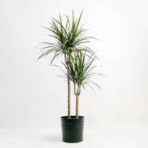 Dracaena Marginata 60-30- 19 cm Saksılı - 1 Adet