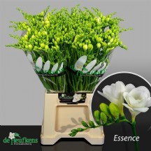 Fr Du Essence 1 demet 25 dal