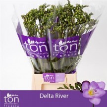 Fr en Delta Rıver frezya 1 demet 25 dal!!!