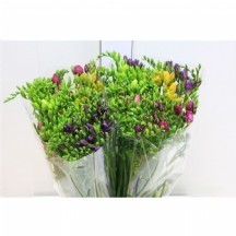 fr en fem frezya 1 demet 25 dal!!!