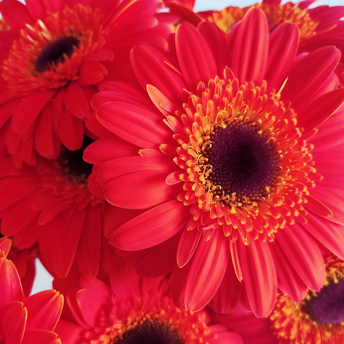 YERLİ KESME ÇİÇEK | Gerbera Turuncu - Nar Çiçeği - 1 Demet 20 Dal! | 02103-NARÇİÇEĞİ |  | 