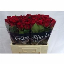 GÜL RHODOS İTHAL 60 CM 1 DEMET 10 DAL !!!