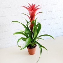 Guzm Suerte Orange 12 cm Saksılı -  1 Adet